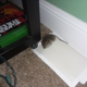 Illustration for article titled Caught A Mouse!